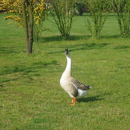 Pensjonat Agriturismo La Penisola Campo San Martino Zewnętrze zdjęcie