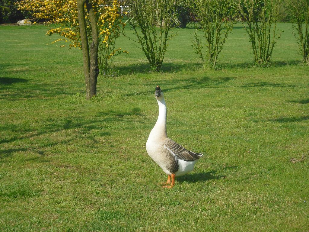 Pensjonat Agriturismo La Penisola Campo San Martino Zewnętrze zdjęcie